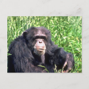 Carte Postale Chimpanzé adulte assis dans l'herbe ensoleillée
