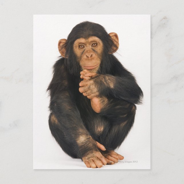 Carte Postale Chimpanzé (troglodytes paniques) (Devant)