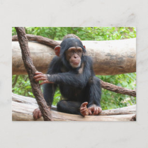 Carte Postale Chimpanzée 001