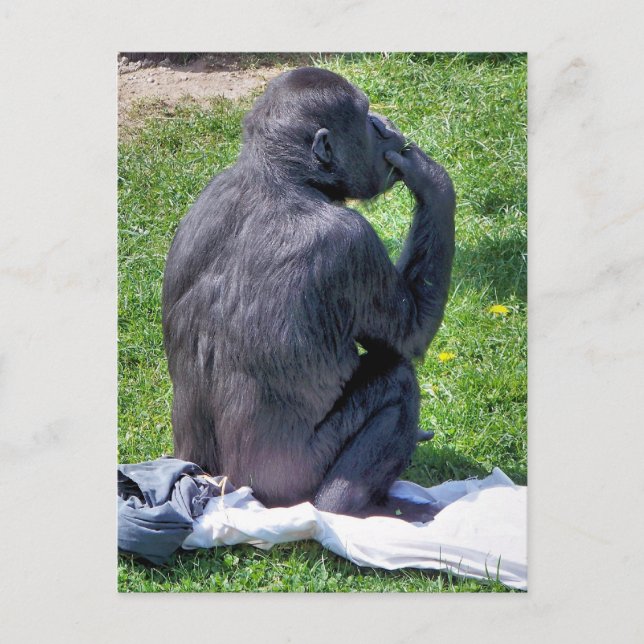 CARTE POSTALE CHIMPANZÉS (Devant)