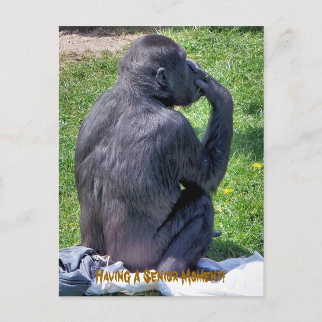 CARTE POSTALE CHIMPANZÉS (Devant)