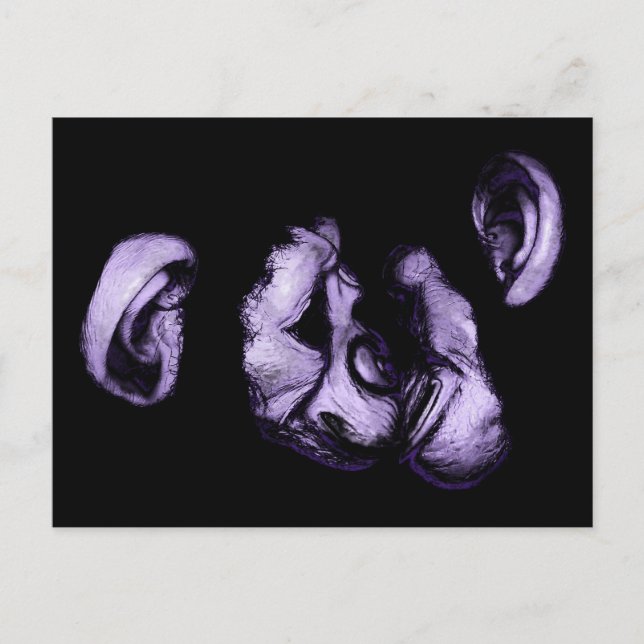 Carte Postale chimpanzés embrassants (Devant)