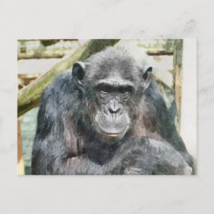 CARTE POSTALE CHIMPANZÉS MIGNONS