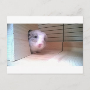 Carte Postale Chinchilla, Animaux