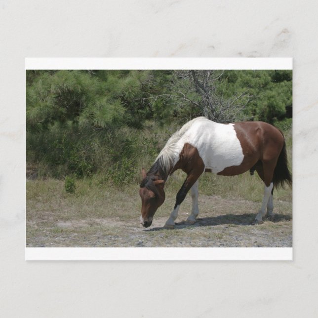 Carte Postale Chincoteague (Devant)