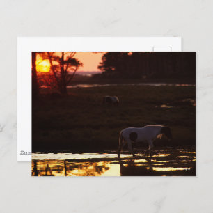 Carte Postale Chincoteague marche dans l'eau au coucher du solei