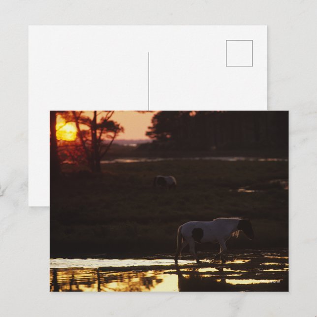 Carte Postale Chincoteague marche dans l'eau au coucher du solei (Devant / Derrière)