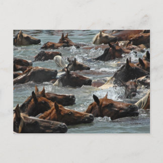 Carte Postale Chincoteague Pony Swim