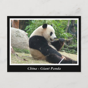 Carte Postale Chine - Panda géant