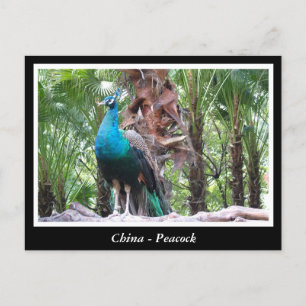 Carte Postale Chine, paon
