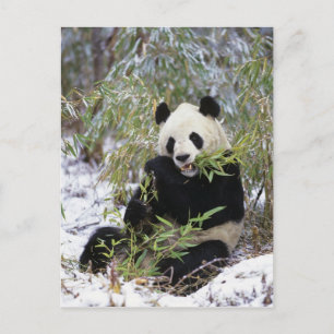 Carte Postale Chine, province du Sichuan. Le géant Panda se nour