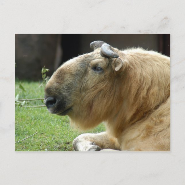Carte Postale chinese-takin-4 (Devant)