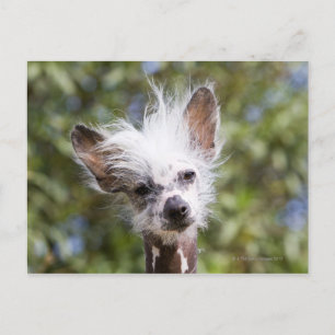 CARTE POSTALE CHINOIS CRESTED CHIEN (SANS CHEVEUX)