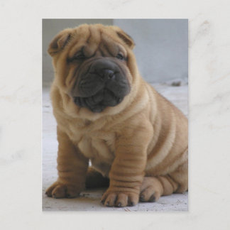 Carte Postale Chinois Shar Pei