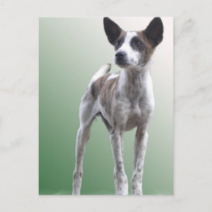 Carte postale chinoise Crested Show Dog