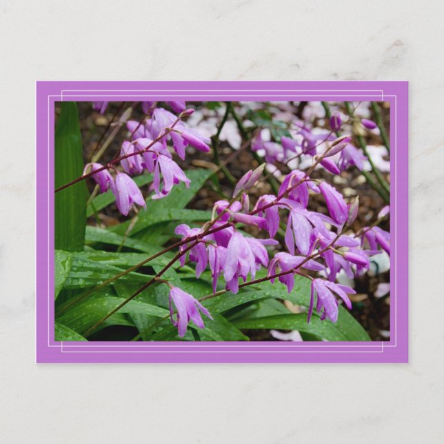 Carte postale Chinoise Ground Orchid (Devant)