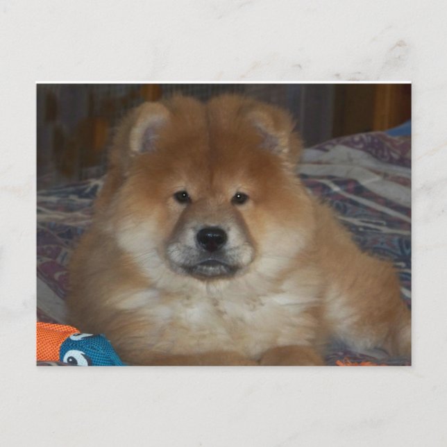 Carte Postale Chiot (Devant)