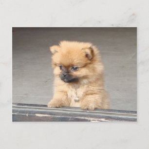 Carte Postale Chiot