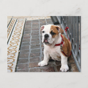 Carte Postale chiot
