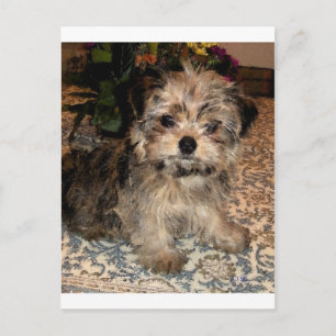 Carte Postale Chiot à courte distance