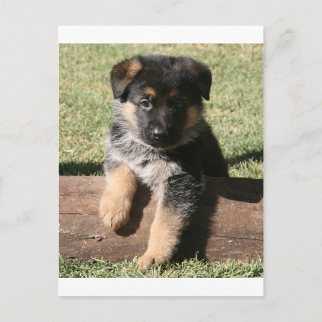 Carte Postale Chiot allemand "Big Max" (Devant)