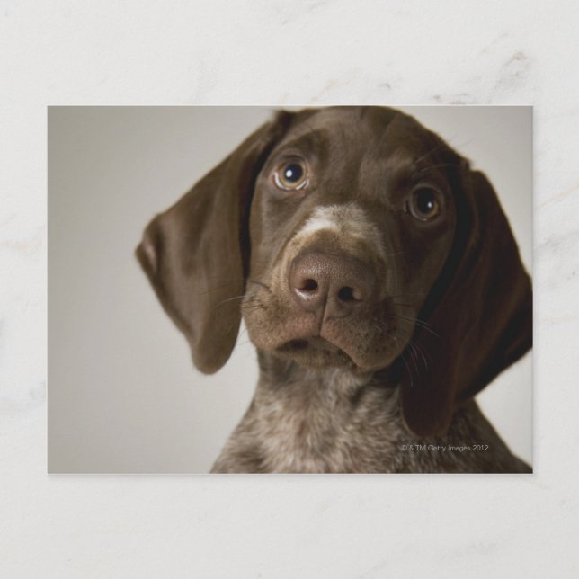 Carte Postale Chiot allemand d'indicateur aux cheveux courts (Devant)