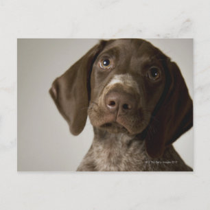 Carte Postale Chiot allemand d'indicateur aux cheveux courts