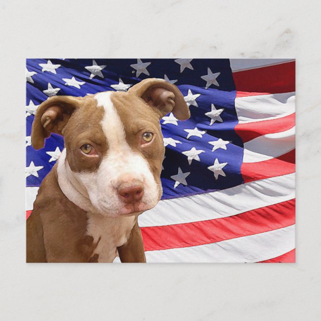 Carte Postale Chiot américain Pitbull (Devant)