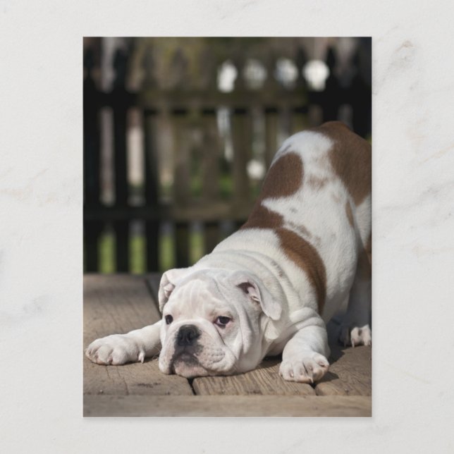 Carte Postale Chiot anglais de bouledogue (Devant)