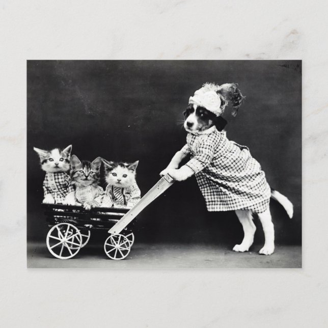 Carte Postale Chiot avec trois chatons dans un chariot (Devant)