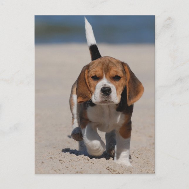 Carte Postale chiot beagle (Devant)