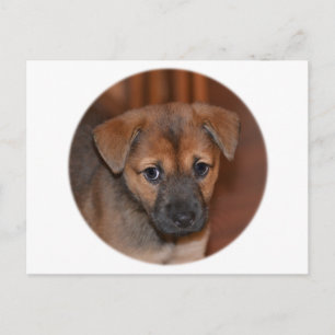 Carte Postale Chiot berger allemand