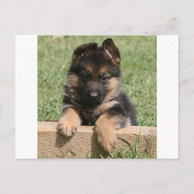 Carte Postale Chiot berger allemand (Devant)