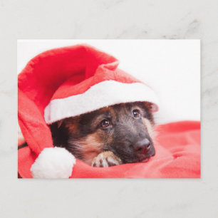 Carte Postale Chiot berger allemand
