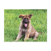 Chiot berger allemand