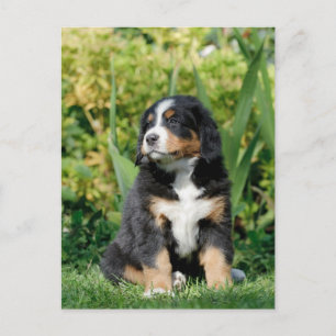 Carte Postale Chiot bernois