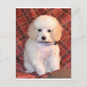 Carte Postale Chiot blanc à la luffre de caniche