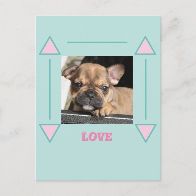 Carte Postale Chiot Bouledogue Français French Bulldog (Devant)