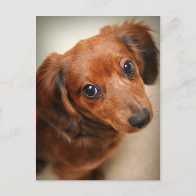 Carte Postale Chiot Dachshund (Devant)