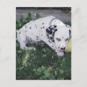 Carte Postale Chiot dalmate avec une balle