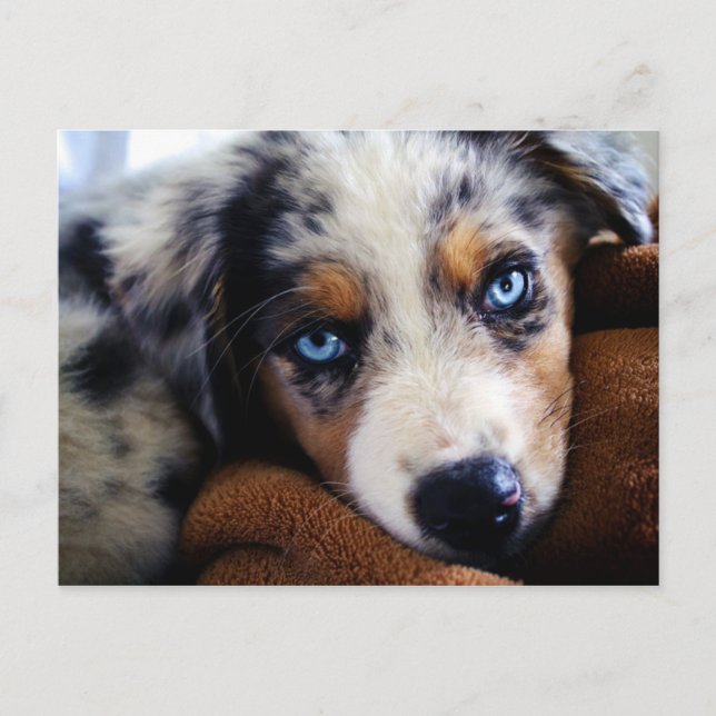 Carte Postale Chiot de berger australien (Devant)
