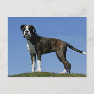 Carte Postale Chiot de boîte vieux de 3 mois