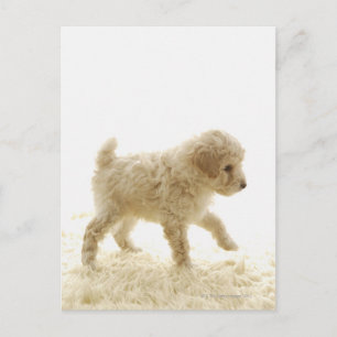 Carte Postale Chiot de caniche