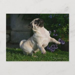 Carte Postale Chiot de carlin de faon