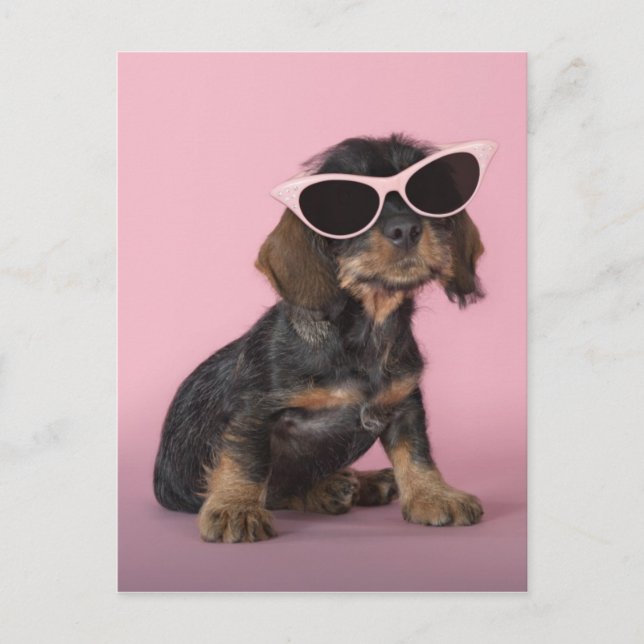 Carte Postale Chiot de Dachshund portant des lunettes de soleil (Devant)