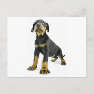 Carte Postale Chiot de Doberman