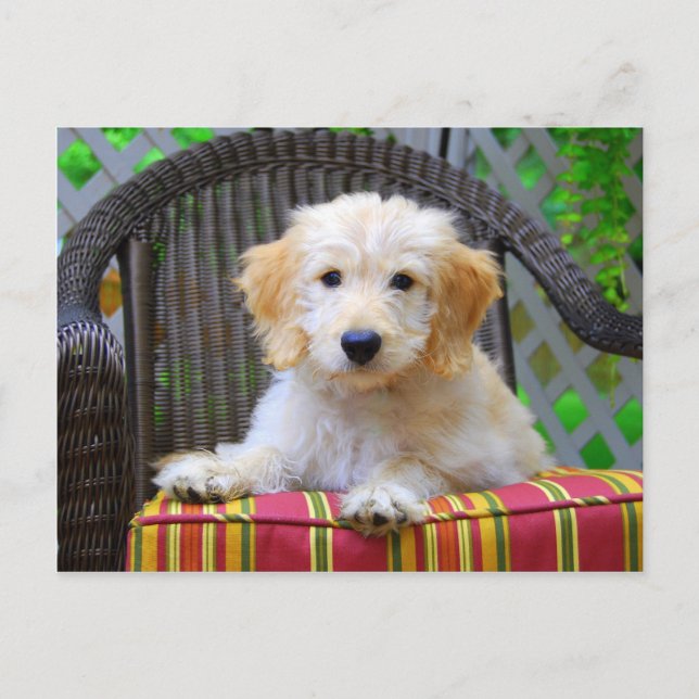 Carte Postale Chiot de Doodle Doré (Devant)
