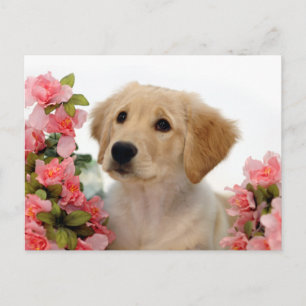Carte Postale Chiot de golden retriever et fleurs roses
