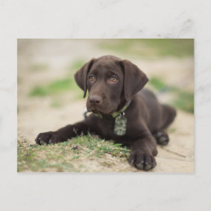 Carte Postale Chiot de laboratoire de chocolat