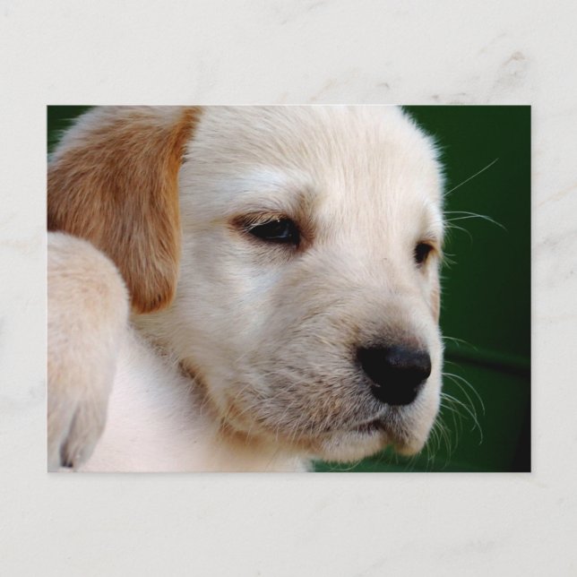 Carte Postale Chiot de laboratoire jaune (Devant)